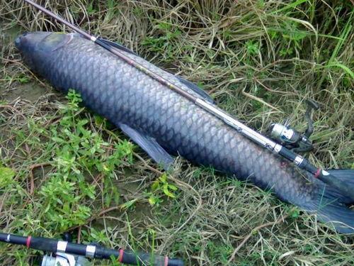 青鱼视频在线播放国产剧情po,青鱼视频独家呈现的精彩瞬间 第1张 青鱼视频在线播放国产剧情po,青鱼视频独家呈现的精彩瞬间 第1张