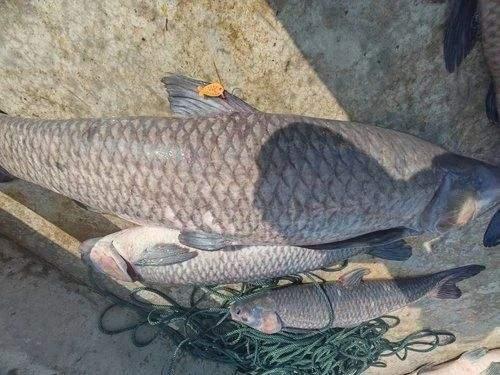 青鱼视频在线播放国产剧情po,青鱼视频独家呈现的精彩瞬间 第3张 青鱼视频在线播放国产剧情po,青鱼视频独家呈现的精彩瞬间 第3张