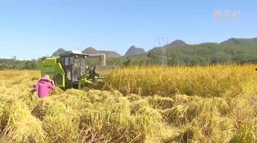 国产水稻试种成功视频,自主创新助力粮食安全新篇章 第2张 国产水稻试种成功视频,自主创新助力粮食安全新篇章 第2张