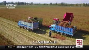 国产水稻试种成功视频,自主创新助力粮食安全新篇章 第3张 国产水稻试种成功视频,自主创新助力粮食安全新篇章 第3张