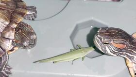 国产乌龟视频大全,萌态百态，带你领略龟界风采